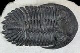 Detailed Hollardops Trilobite - Visible Eye Facets #106836-2